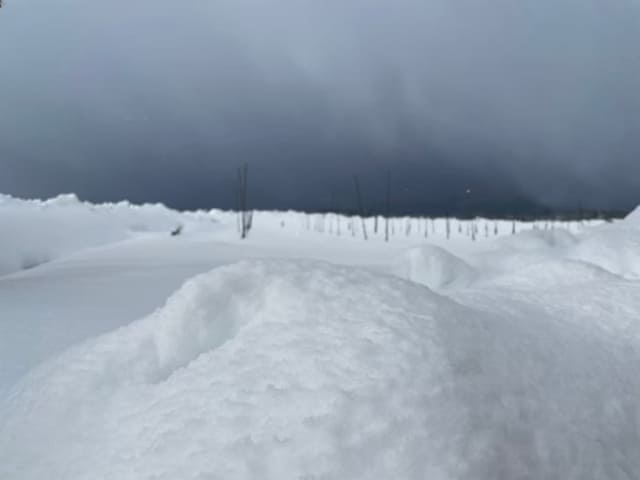 ブルーベリー畑に積もった雪