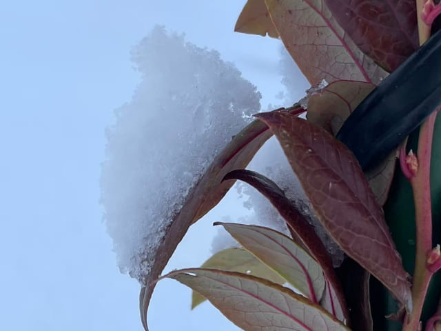 ブルーベリーの葉に積もった雪