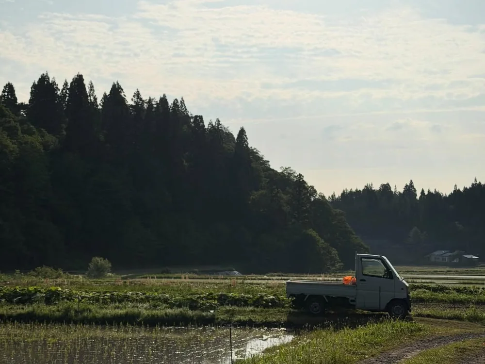 いつも農作業に行くときに運転している軽トラックと水田