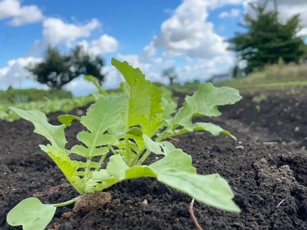 畑に植えた大根の苗