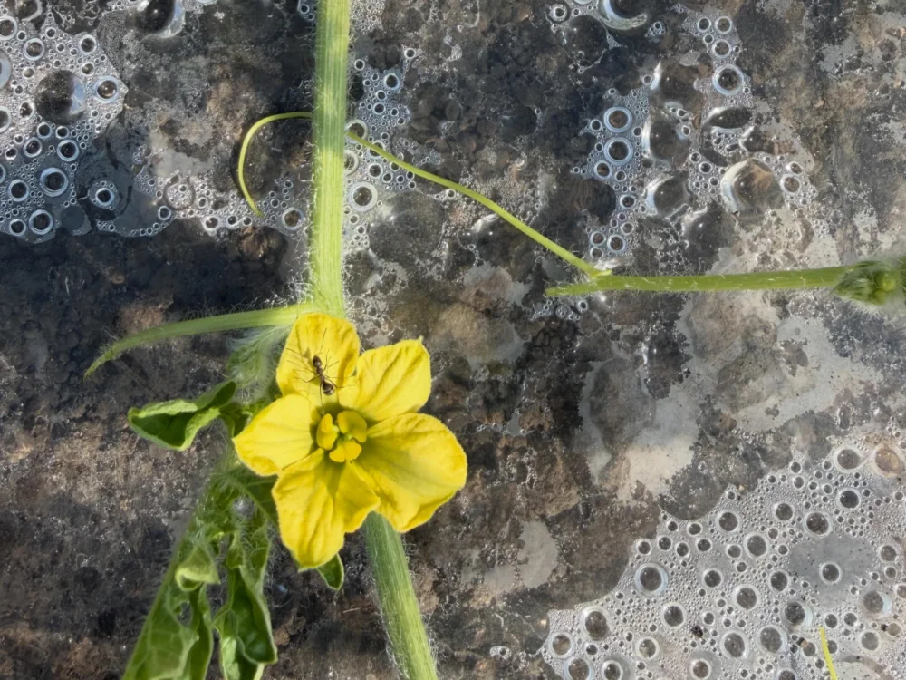 畑の空ファームで育ているスイカの苗の花